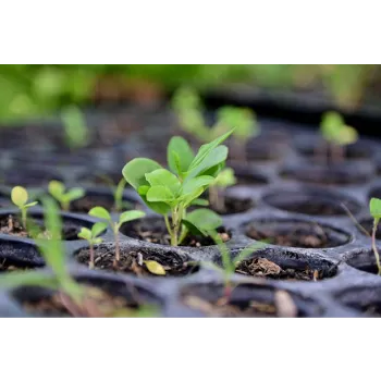 Hybrid Plant